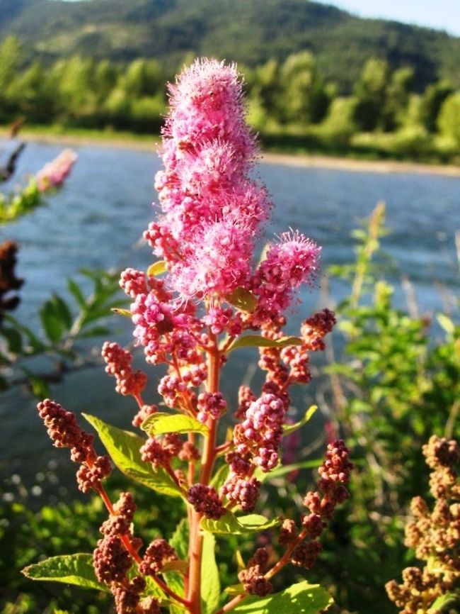 Steeplebush A steeplebush growing along the banks of the Coeur d'Alene River in northern Idaho. Geotagged,Idaho,Spiraea tomentosa,Steeplebush,United States,Wildflowers