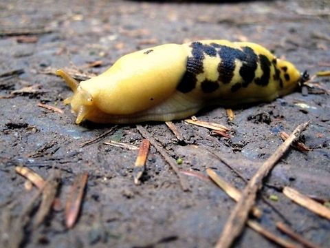 Pacific Banana Slug This interesting little guy gets its name from looking like a banana, shocking, right? They even have the brown spots that resemble an over-ripe (or if you're like me, the perfect) banana. They are found all along the Pacific coast of North America, from Alaska to California. Ariolimax Columbianus,Geotagged,United States,Washington