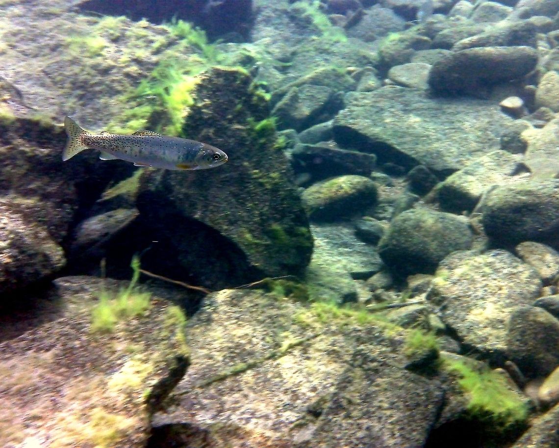 Rainbow Trout A non-native rainbow trout happily swims in the North Fork Coeur d&#039;Alene River in northern Idaho. Fish,Geotagged,Idaho,Oncorhynchus mykiss,Rainbow trout,United States