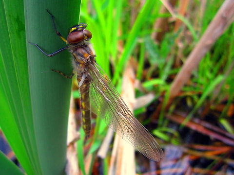 Young Stream Cruiser A young stream cruiser holds on to some rushes while its body and wings finish developing and drying shortly after it hatched. Captured on Upsilon Lake, North Dakota. Didymops transversa,Dragonfly,Geotagged,Insects,North Dakota,Odonata,Stream Cruiser,United States