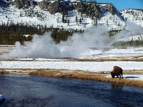 Solitary Winter A solitary bull bison grazes along the Firehole River in Yellowstone National Park.  American bison,Bison bison,Geotagged,Mammals,United States,Wyoming,Yellowstone National Park,winter