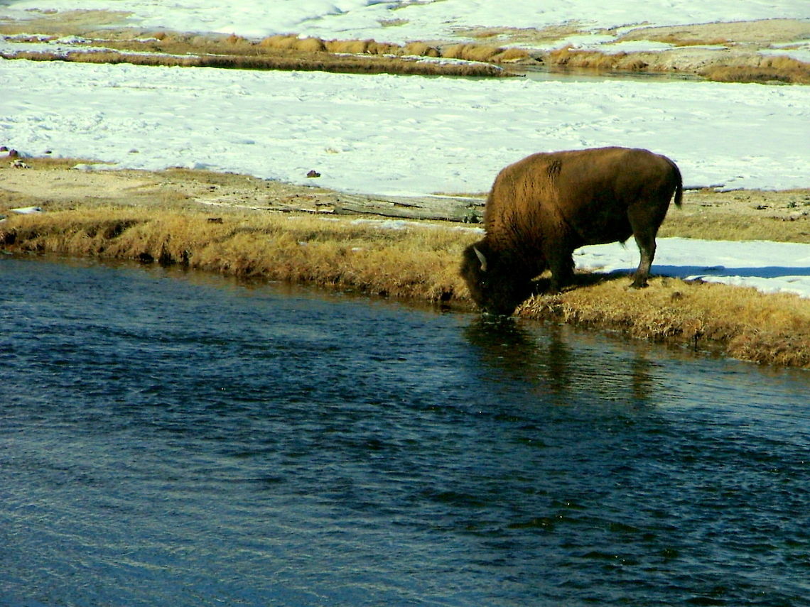 Bison by the River A bull bison drinks from the Firehole River in Yellowstone National Park. American bison,Bison bison,Geotagged,Mammals,United States,Wyoming,Yellowstone National Park