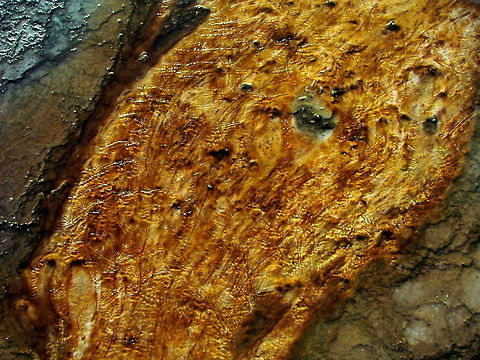 Gold Bacterial Mats Here is a mat of bacteria growing in the water flowing out of Grand Prismatic Spring in Yellowstone National Park. The bacteria growing here happens to be a brilliant orange-gold color! Bacteria,Geotagged,United States,Wyoming,Yellowstone National Park