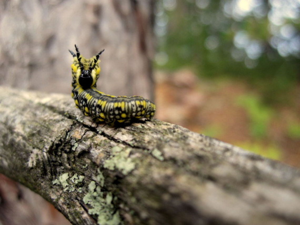 Pine Sawfly Larva A pine sawfly larva in a defensive position on a branch of a white pine. Captured in northern Wisconsin. Diprion similis,Geotagged,Insects,Pine Sawfly,United States,Wisconsin
