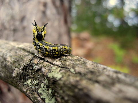 Pine Sawfly Larva A pine sawfly larva in a defensive position on a branch of a white pine. Captured in northern Wisconsin. Diprion similis,Geotagged,Insects,Pine Sawfly,United States,Wisconsin