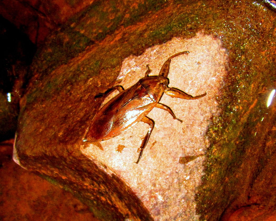 Giant Water Bug These not-so-little water bugs, as their name suggests, live between aquatic and terrestrial environments. They often hunt for small insects and even fish in the water, but can be seen flying around lights at night, giving them the nickname &quot;electric light bug&quot;. They are also commonly called &quot;toe biters&quot; because they can deliver a very painful bite when provoked. Geotagged,Giant water bug,Insects,Lethocerus americanus,Michigan,Summer,United States