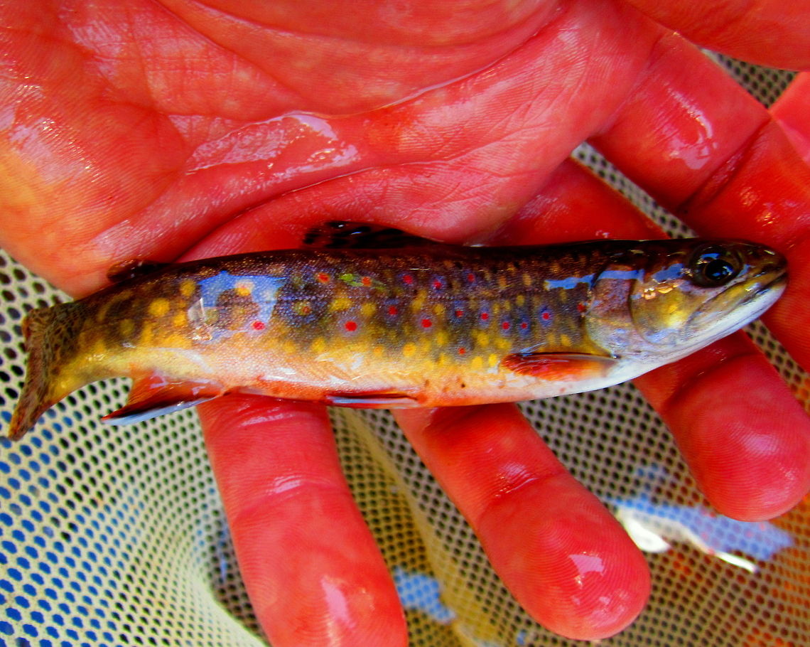 Young Brook Trout A young brook trout that my classmates and I sampled during a small stream survey back in the summer of 2012. As the colors show, they are a truly brilliantly colored fish! Brook trout,Fish,Geotagged,Salvelinus fontinalis,United States,Wisconsin