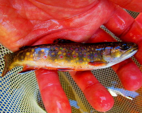 Young Brook Trout A young brook trout that my classmates and I sampled during a small stream survey back in the summer of 2012. As the colors show, they are a truly brilliantly colored fish! Brook trout,Fish,Geotagged,Salvelinus fontinalis,United States,Wisconsin