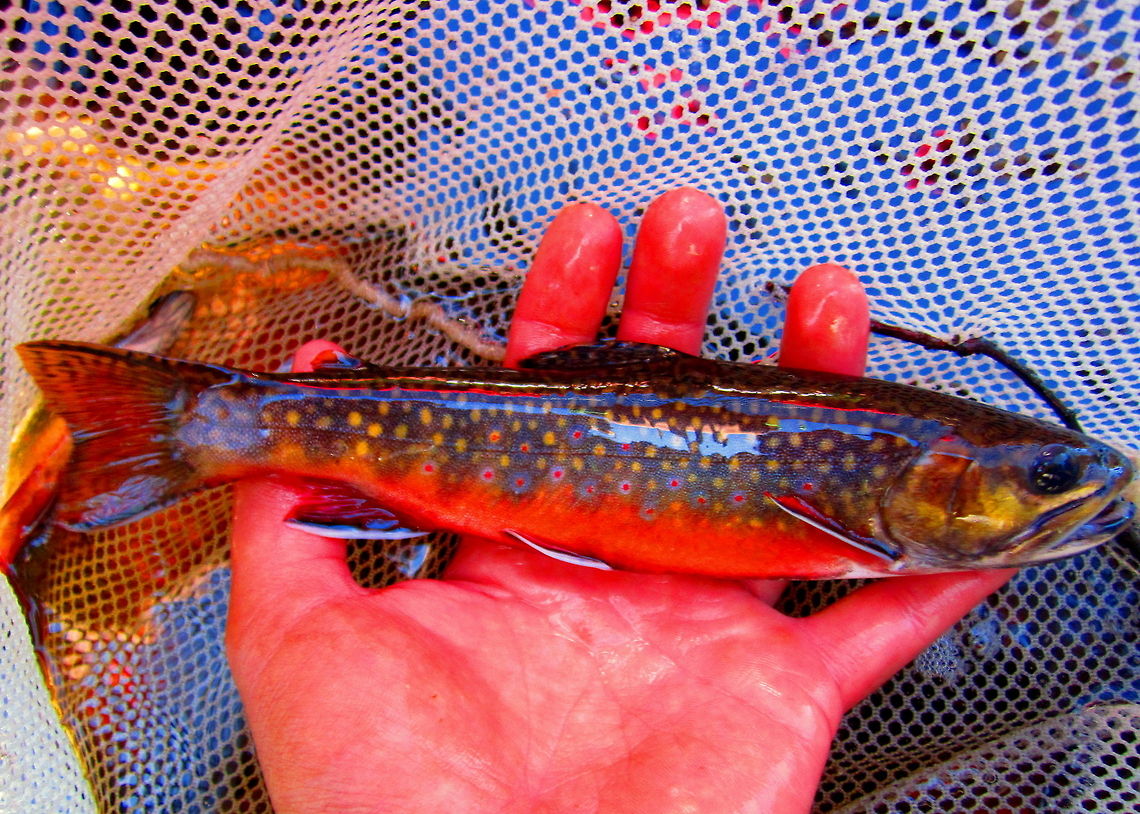 Male Brook Trout A male brook trout in spawning colors. Such beautiful fish! Sampled from the Prairie River in Northern Wisconsin. Brook trout,Fish,Geotagged,Salvelinus fontinalis,United States,Wisconsin