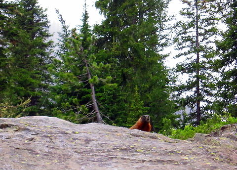 King of the Rock A yellow-bellied marmot keeps a sharp lookout from his high rocky perch along a trial in Grand Teton National Park, Wyoming. Geotagged,Grand Teton National Park,Mammals,Marmota flaviventris,United States,Wyoming,Yellow-bellied marmot