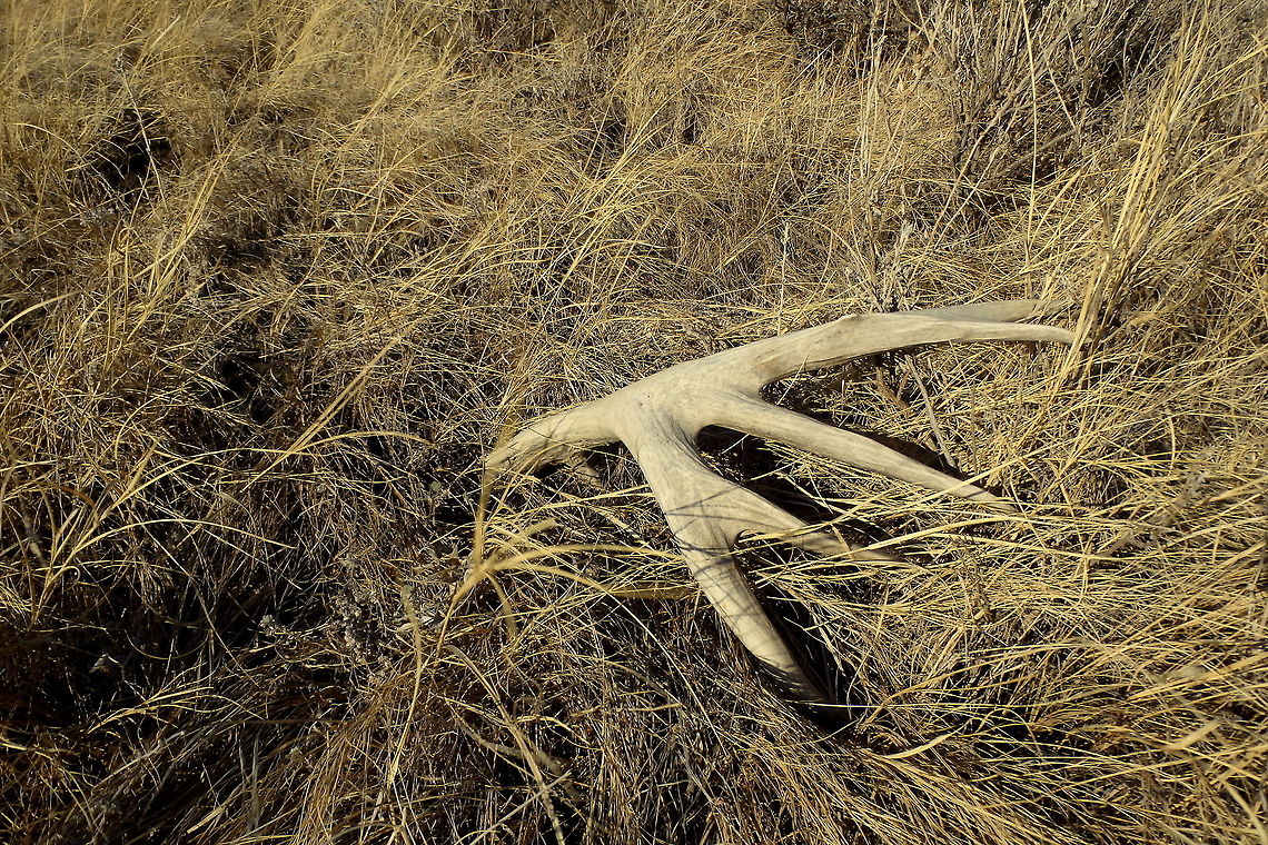 Mule Deer Antler A mule deer shed found while hiking in the North Unit of Teddy Roosevelt National Park, North Dakota. Geotagged,Mammals,Mule Deer,North Dakota,Odocoileus hemionus,Theodore Roosevelt National Park,United States