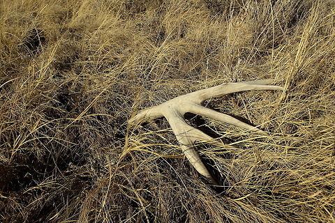 Mule Deer Antler A mule deer shed found while hiking in the North Unit of Teddy Roosevelt National Park, North Dakota. Geotagged,Mammals,Mule Deer,North Dakota,Odocoileus hemionus,Theodore Roosevelt National Park,United States