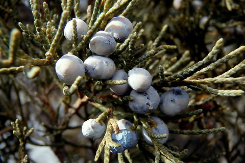 Rocky Mountain Juniper Berries The berries of a rocky mountain juniper hold on throughout the winter. Soon they will fall to make room for new ones to grow as spring closes in. Photographed in the North Unit of Teddy Roosevelt National Park, North Dakota. Geotagged,Juniperus scopulorum,North Dakota,Theodore Roosevelt National Park,United States,trees