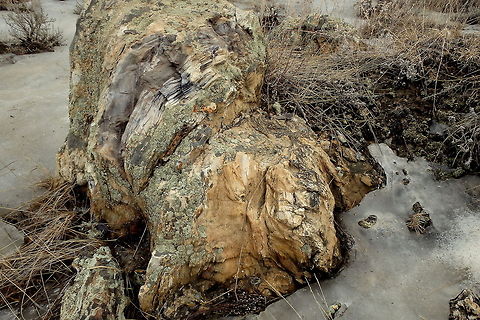 Petrified Wood A piece of petrified wood in the North Unit of Teddy Roosevelt National Park, North Dakota. Geotagged,North Dakota,Theodore Roosevelt National Park,United States