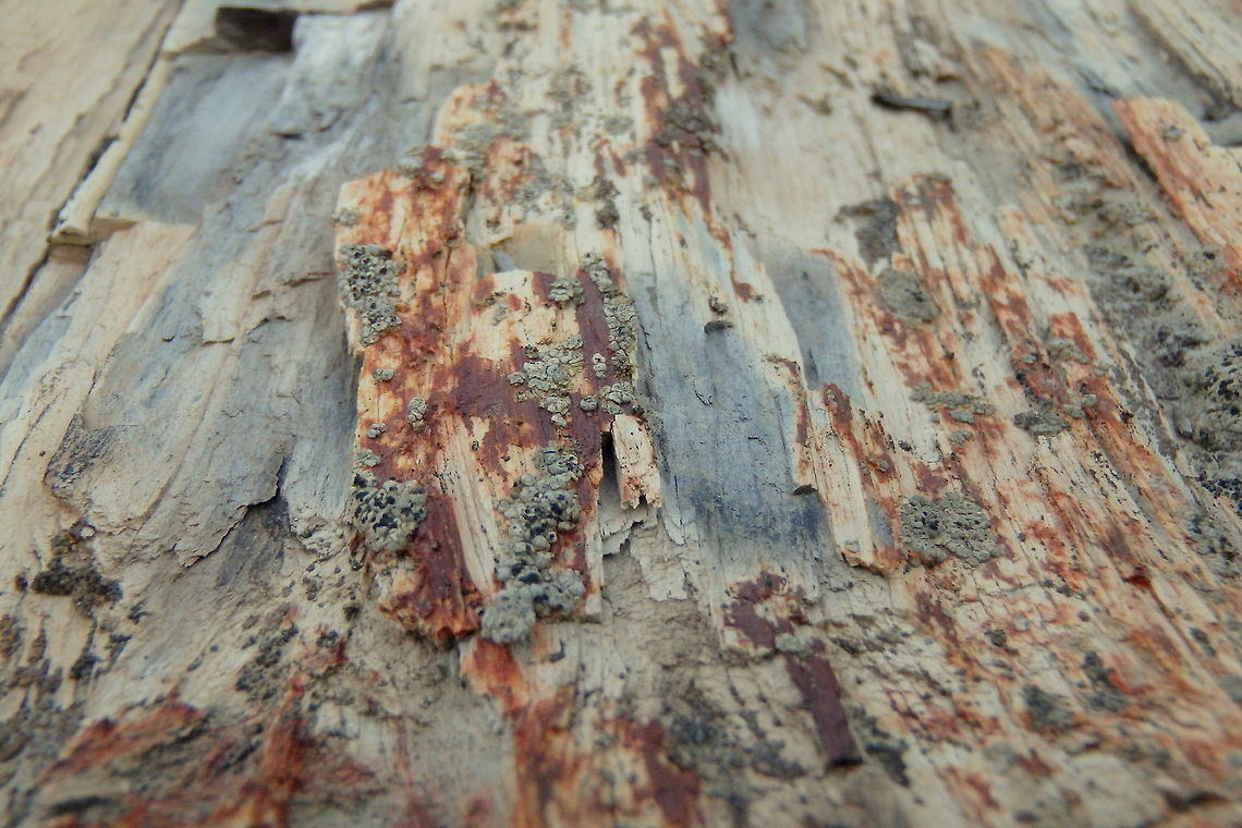 Petrified Wood (Close-up) A close-up shot of some petrified wood. The darker red spots are the more advanced mineralized areas of the wood. Geotagged,North Dakota,Theodore Roosevelt National Park,United States