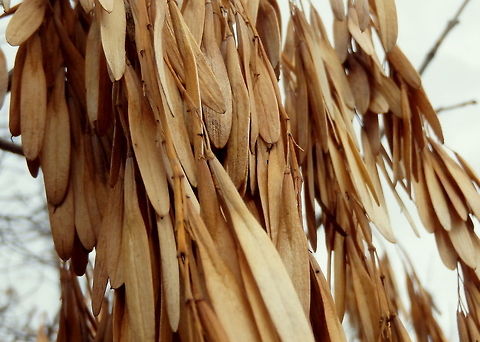 Green Ash Fruit The fruit of a green ash tree has hung on throughout a harsh winter in western North Dakota. Fraxinus pennsylvanica,Geotagged,Green Ash,North Dakota,Theodore Roosevelt National Park,Trees,United States