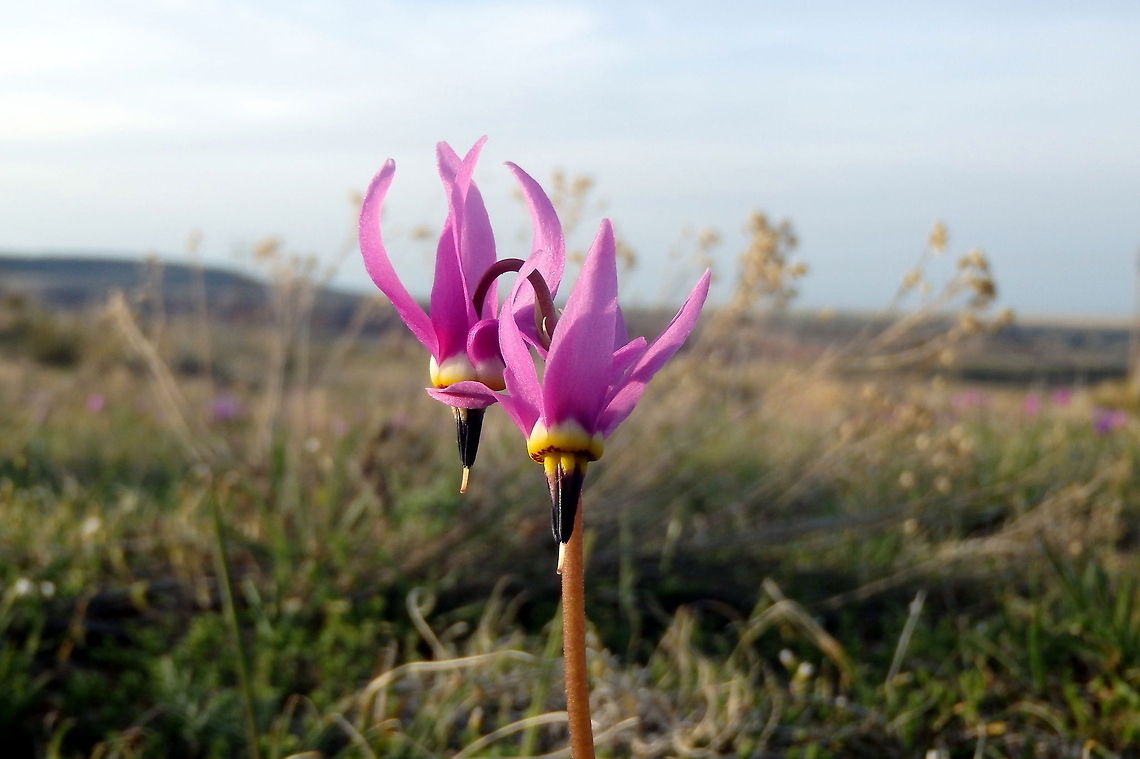 Prairie Shooting Star This small wildflower grows all over the high desert plains in southern Montana in the spring. Captured near Fort Smith, Montana. Dodecatheon pulchellum,Geotagged,Montana,United States,Wildflowers