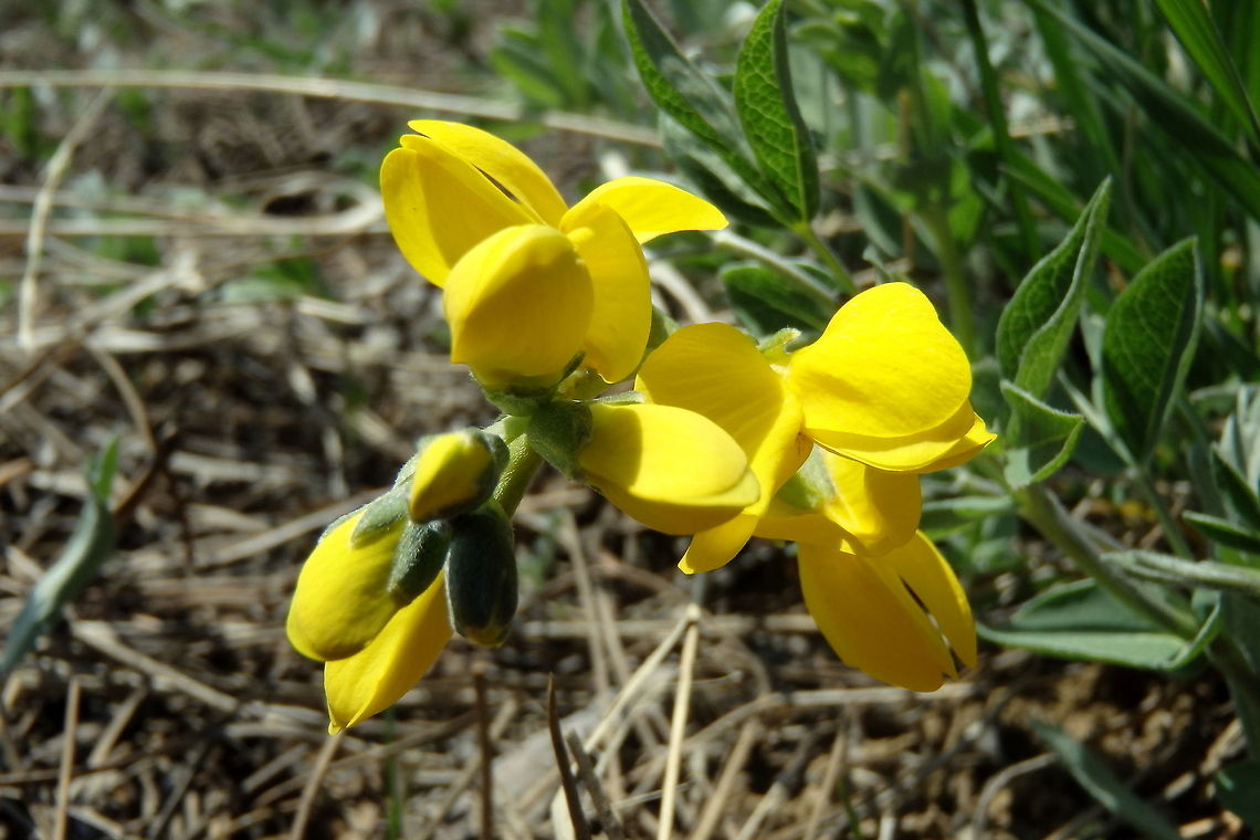Wild Yellow Pea The wild yellow pea sprouts up in dry, arid climates. This specimen was captured in the Custer National Forest, Southeast Montana. Custer National Forest,Geotagged,Montana,Mountain goldenbanner,Thermopsis montana,United States,Wildflowers
