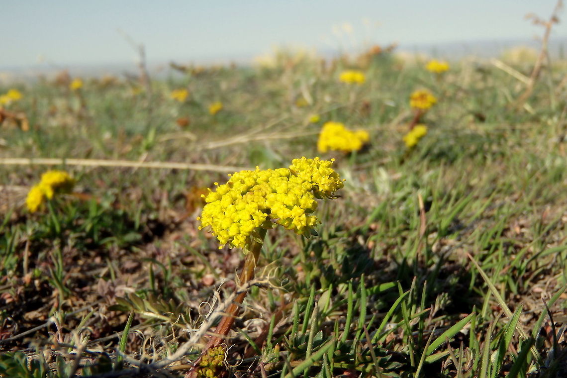 Spring Gold Spring gold, or common lomatium, is a common high desert prairie wildflower found throughout Montana. Captured in the Bighorn Canon National Recreation Area. Geotagged,Lomatium utriculatum,Montana,United States,Wildflowers