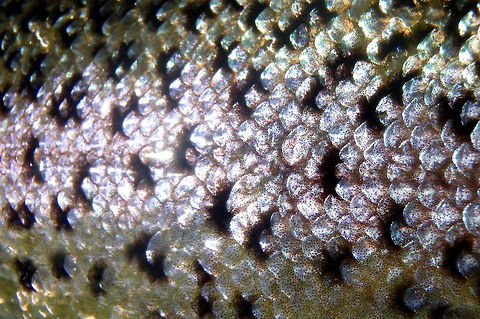 Rainbow Scales An up-close shot with the scales from a rainbow trout from the Bighorn River, Montana. Fish,Geotagged,Montana,Oncorhynchus mykiss,Rainbow trout,United States
