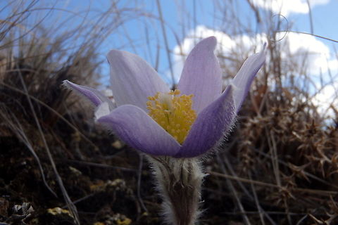 Eastern Pasqueflower This small wildflower grows early in the spring and is quite interesting. It looks like it has many fine, wispy hairs and has a very strong, yet pleasant smell. Eastern pasqueflower,Geotagged,North Dakota,Pulsatilla patens,Theodore Roosevelt National Park,United States,Wildflowers