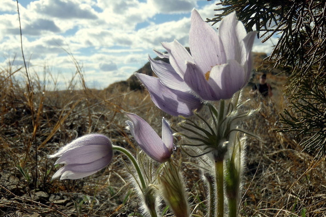 Cluster of Eastern Pasqueflowers A group of prairie smoke growing in Theodore Roosevelt National Park, North Dakota. Geotagged,North Dakota,Pulsatilla patens,Theodore Roosevelt National Park,United States,Wildflowers