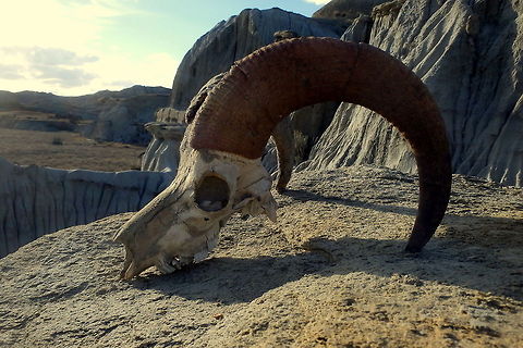 Bighorn Ram Skull I found this bighorn ram skull whilst hiking in the north unit of Theodore Roosevelt National Park. Rocky Mountain bighorn sheep were introduced into the area after the badlands bighorn sheep were hunted to extinction in 1905. Bighorn sheep,Geotagged,Mammals,North Dakota,Ovis canadensis,Theodore Roosevelt National Park,United States