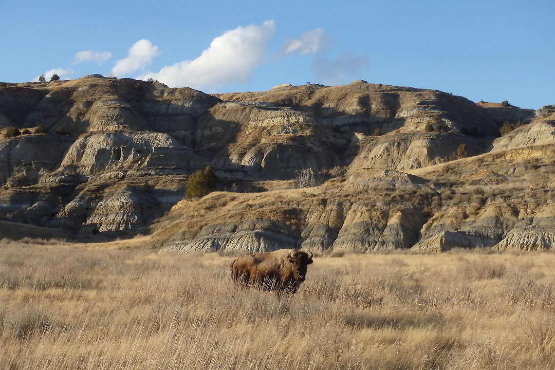 Badlands Bison A bison cow poses in the north unit of Theodore Roosevelt National Park, North Dakota. American bison,Bison bison,Geotagged,Mammals,North Dakota,Theodore Roosevelt National Park,United States,spring
