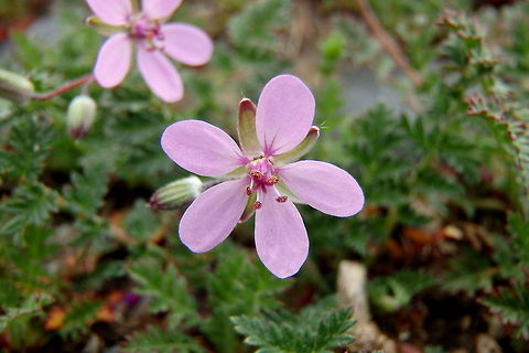Common Stork's-bill A small flower in the geranium family, this annual flower has been introduced to much of North America from the Mediterranean Basin and grows quite well in dry, high desert climates. This specimen was captured near Fort Smith, Montana.  Common Stork's-bill,Erodium cicutarium,Geotagged,Invasive species,Montana,United States,Wildflowers