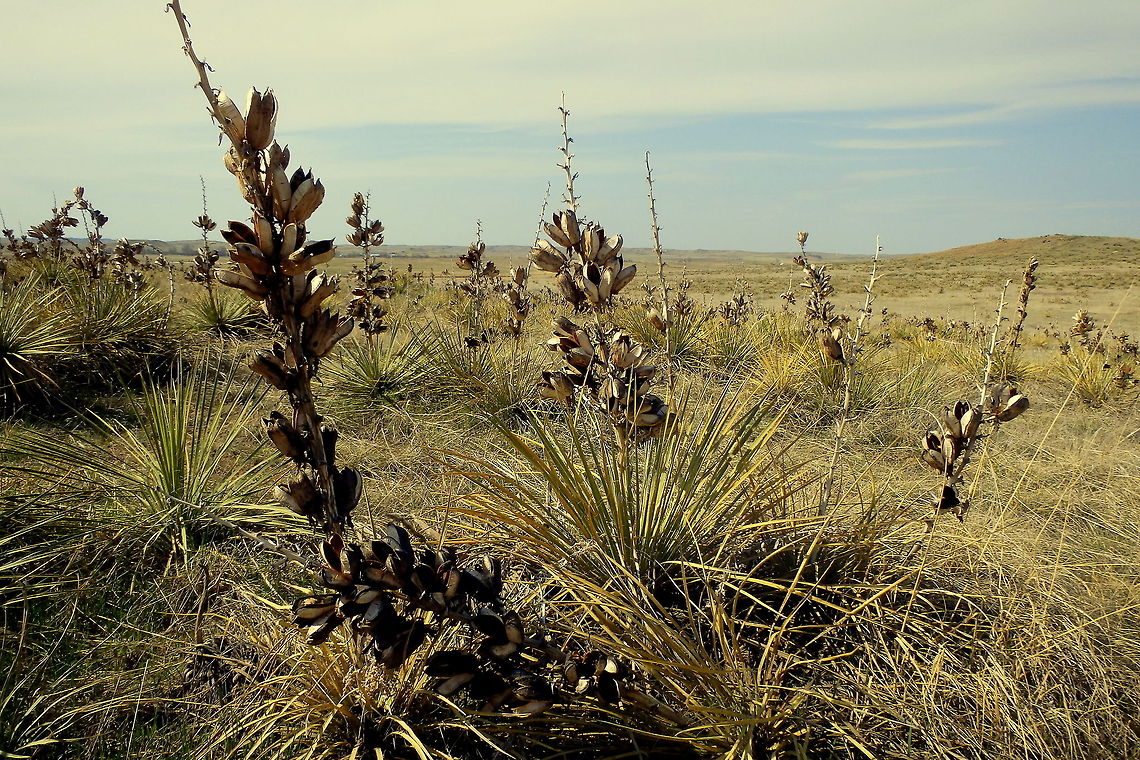 Great Plains Yucca Yucca plants are a common site in the dry climates of the great pains. The seed pods of the yuccas in this photo are dried and split after last season and will soon fall off and give way to new flowers. Captured in southeast Montana. Geotagged,Great Plains yucca,Montana,United States,Yucca glauca