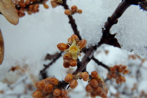 Delayed Spring I woke up this morning to a fresh 4-inch (10 cm) blanket of wet snow. It's looking like spring is struggling in its fight for control of the weather on the northern plains. Fraxinus pennsylvanica,Geotagged,Green Ash,United States,snow,spring