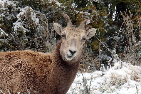 Ewe Bighorn Sheep Close-up An ewe bighorn sheep sits happily out of the blizzard-like conditions in South Dakota's Badlands National Park. Badlands National Park,Bighorn sheep,Geotagged,Ovis canadensis,South Dakota,United States