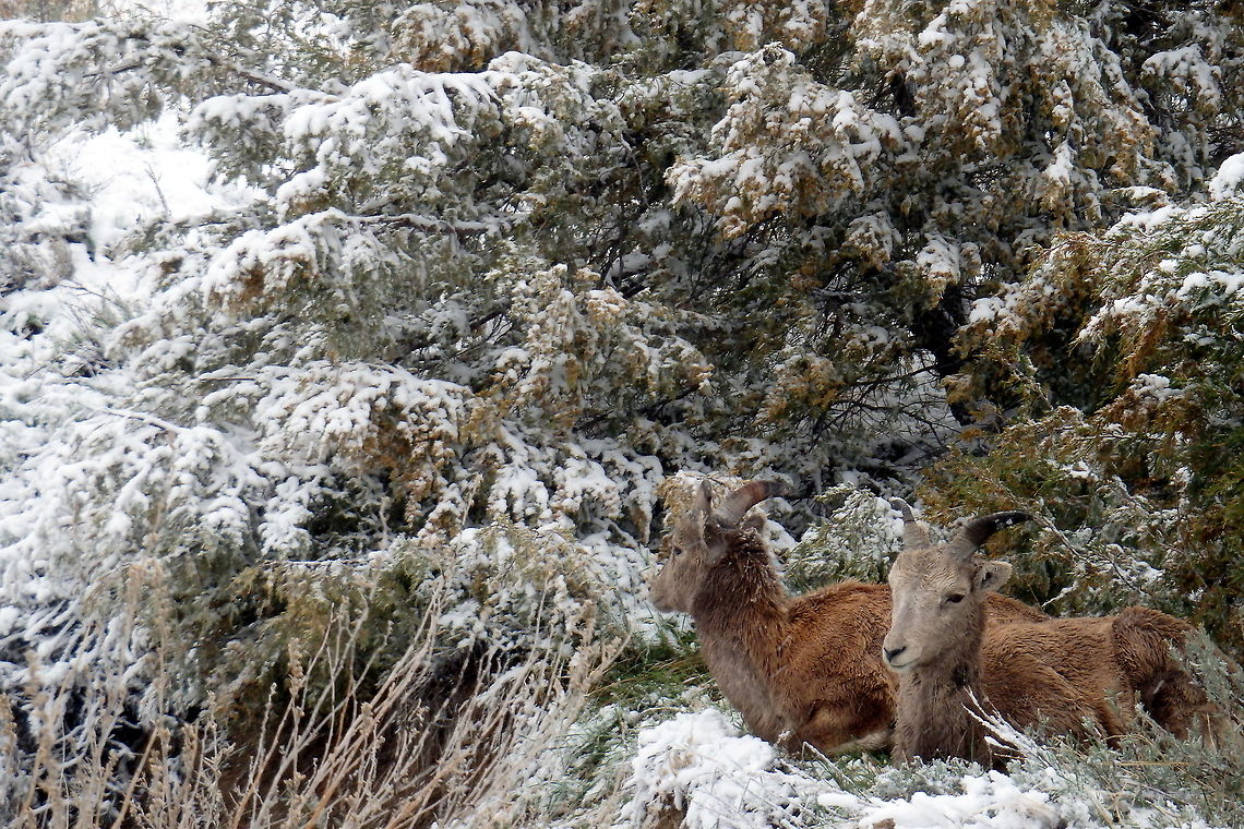 Bighorn Lambs Two bighorn lambs nuzzle close together during a blizzard in South Dakota&#039;s Badlands National Park. Badlands National Park,Bighorn sheep,Geotagged,Ovis canadensis,South Dakota,United States