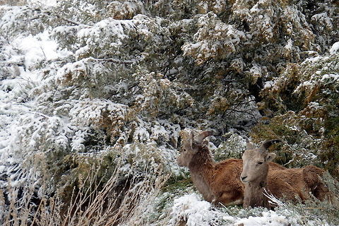Bighorn Lambs Two bighorn lambs nuzzle close together during a blizzard in South Dakota's Badlands National Park. Badlands National Park,Bighorn sheep,Geotagged,Ovis canadensis,South Dakota,United States
