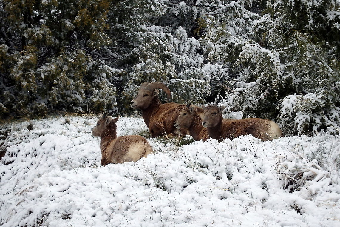 Bighorn Ram Babysitting Lambs This mature bighorn ram watches over three lambs as a blustery winter storm with wind gusts approaching 60 mph (90-100 km/h). The cover of the rocky mountain junipers keeps them out of the wind. Captured in Badlands National Park, South Dakota. Badlands National Park,Bighorn sheep,Geotagged,Ovis canadensis,South Dakota,United States
