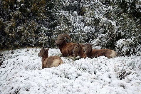 Bighorn Ram Babysitting Lambs This mature bighorn ram watches over three lambs as a blustery winter storm with wind gusts approaching 60 mph (90-100 km/h). The cover of the rocky mountain junipers keeps them out of the wind. Captured in Badlands National Park, South Dakota. Badlands National Park,Bighorn sheep,Geotagged,Ovis canadensis,South Dakota,United States