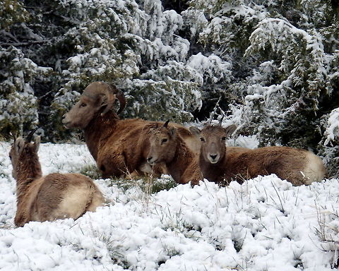 You Aren't Fooling Me! Clearly, I wasn't concealed well enough to fool the young lamb on the right. That is the most intimidating stink eye any animal has every given me! Captured in Badlands National Park, South Dakota. Badlands National Park,Bighorn sheep,Geotagged,Ovis canadensis,South Dakota,United States