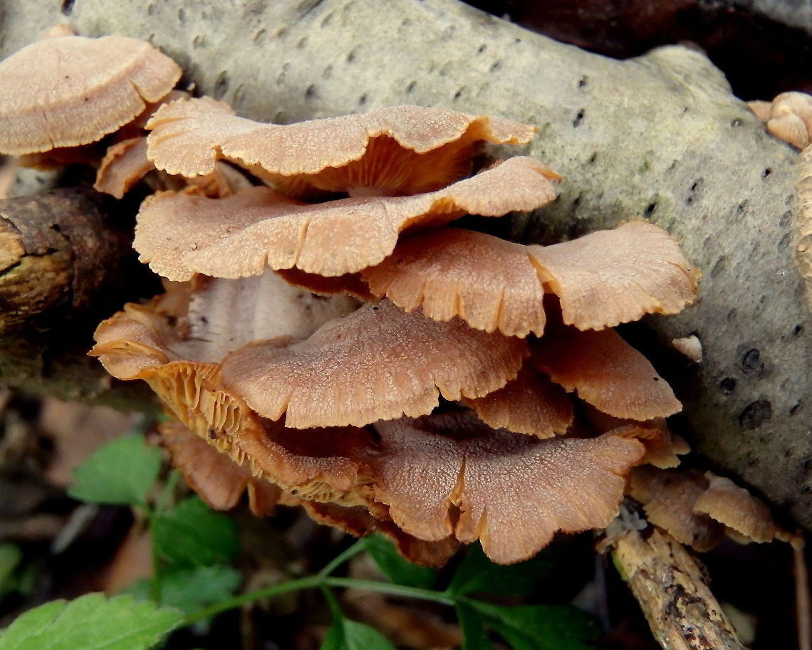 Unknown Spring Fungi Some fungi I noticed whilst breaking in some new hiking boots the other day. Still working on ID, please help if you like! Fungi,Geotagged,United States