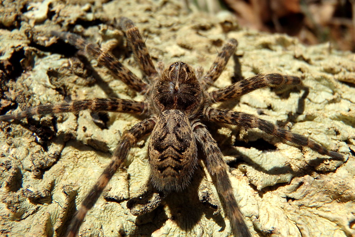 Dark Fishing Spider - Abdominal View A photo showing the distinct pattern on the abdomen of a female dark fishing spider. Captured in northern Wisconsin. Dark Fishing Spider,Dolomedes tenebrosus,Geotagged,United States,Wisconsin