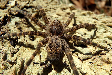 Dark Fishing Spider - Abdominal View A photo showing the distinct pattern on the abdomen of a female dark fishing spider. Captured in northern Wisconsin. Dark Fishing Spider,Dolomedes tenebrosus,Geotagged,United States,Wisconsin