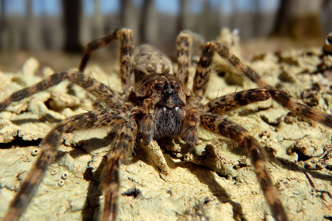 Dark Fishing Spider This female dark fishing spider was found hiding in some of our camping gear while we were packing up our camp site. It had gotten quite chilly in the early morning hours, so I released her on a log in the sunshine with some lichens so I could get some good photos. I think she was so tolerant of my intrusive behavior because she was so cold. Dark Fishing Spider,Dolomedes tenebrosus,Geotagged,United States,Wisconsin