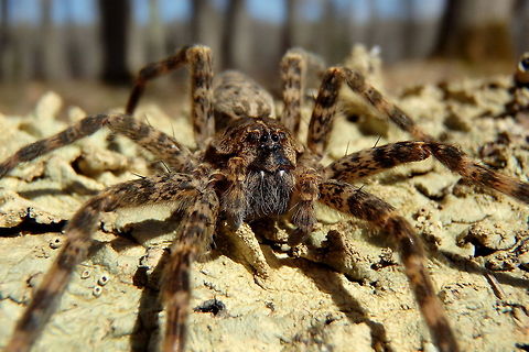 Dark Fishing Spider This female dark fishing spider was found hiding in some of our camping gear while we were packing up our camp site. It had gotten quite chilly in the early morning hours, so I released her on a log in the sunshine with some lichens so I could get some good photos. I think she was so tolerant of my intrusive behavior because she was so cold. Dark Fishing Spider,Dolomedes tenebrosus,Geotagged,United States,Wisconsin