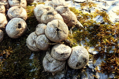 Stump Puffballs Remnants of some old stump puffballs that grew last autumn and spread their spores before winter. Found in northern Wisconsin. Geotagged,Lycoperdon pyriforme,Pear-shaped Puffball,United States,Wisconsin