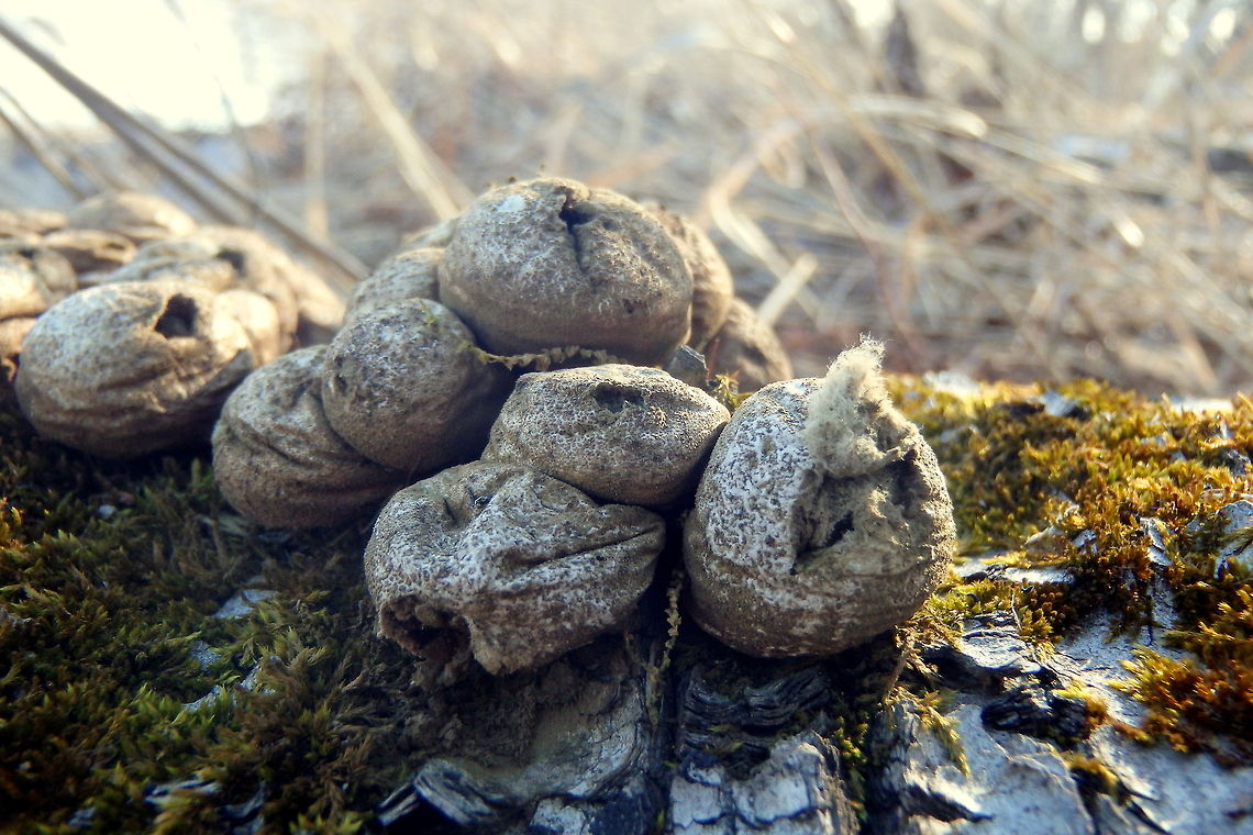 Stump Puffballs The remnants of stump puffballs that have long grown and released their spores into the air. Captured in northern Wisconsin. Geotagged,Lycoperdon pyriforme,Pear-shaped Puffball,United States,Wisconsin