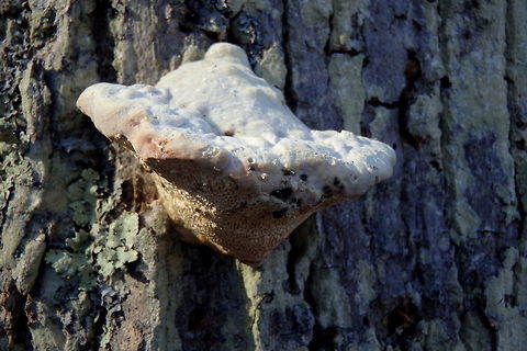 Bulbous Polypore A bulbous polypore mushroom found growing on a dead hardwood tree in northern Wisconsin. Bulbous polypore,Geotagged,Lenzites elegans,Lumpy bracket,Trametes gibbosa,United States,Wisconsin