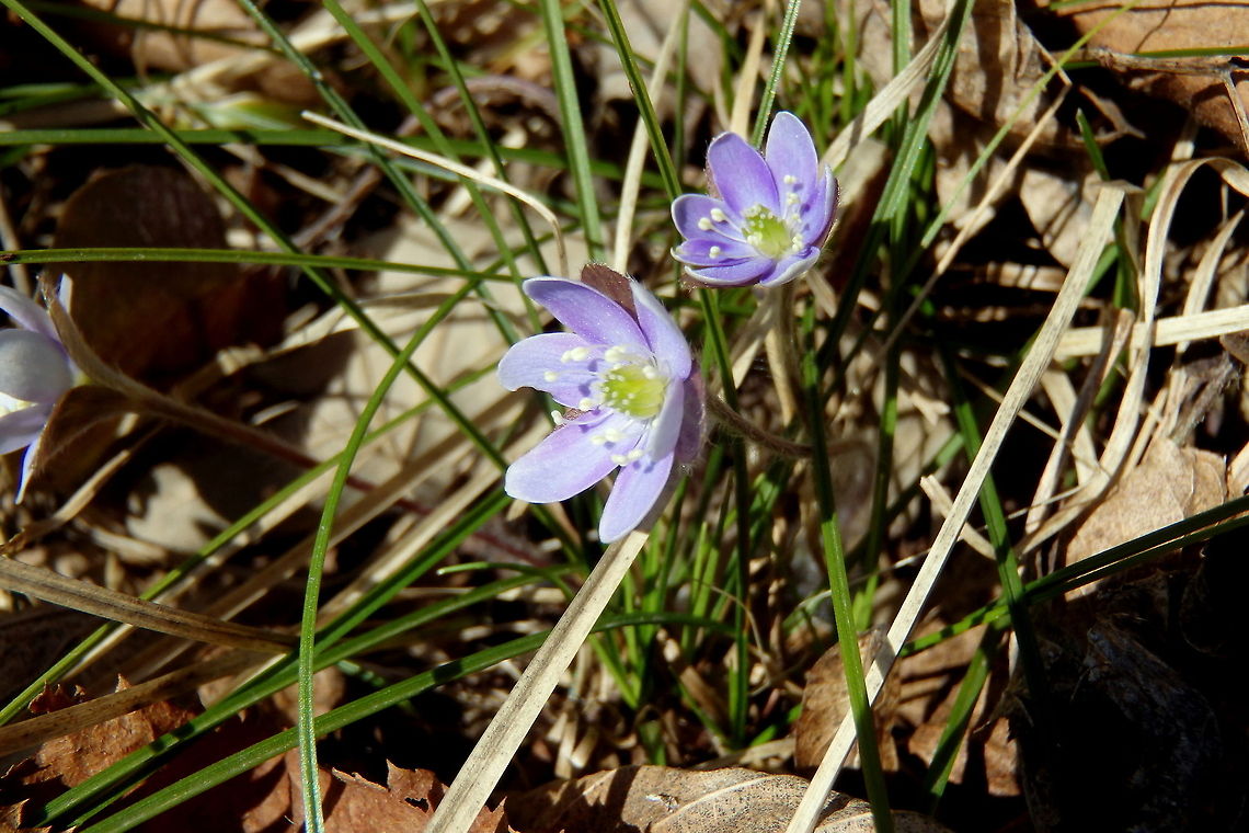 Round-lobed Hepatica Early spring bloomers in northern Wisconsin, the round-lobed Hepatica is a perennial flower that takes advantage of the sparse vegetation of early spring. It is a relatively small wildflower. Geotagged,Hepatica nobilis,United States,Wildflowers,Wisconsin