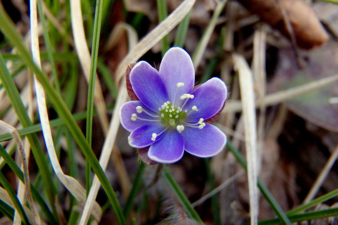 Round-lobed Hepatica A round-lobed Hepatica takes advantage of the sparse vegetation in the early spring months of northern Wisconsin&#039;s hardwood forests. Geotagged,Hepatica nobilis,United States,Wildflowers,Wisconsin