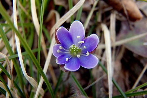Round-lobed Hepatica A round-lobed Hepatica takes advantage of the sparse vegetation in the early spring months of northern Wisconsin's hardwood forests. Geotagged,Hepatica nobilis,United States,Wildflowers,Wisconsin