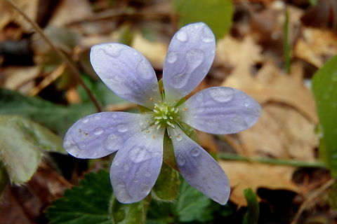 Round-lobed Hepatica Full Bloom A round-lobed hepatica in full bloom during a spring rain shower. Captured in central Wisconsin. Geotagged,Hepatica nobilis,United States,Wildflowers,Wisconsin