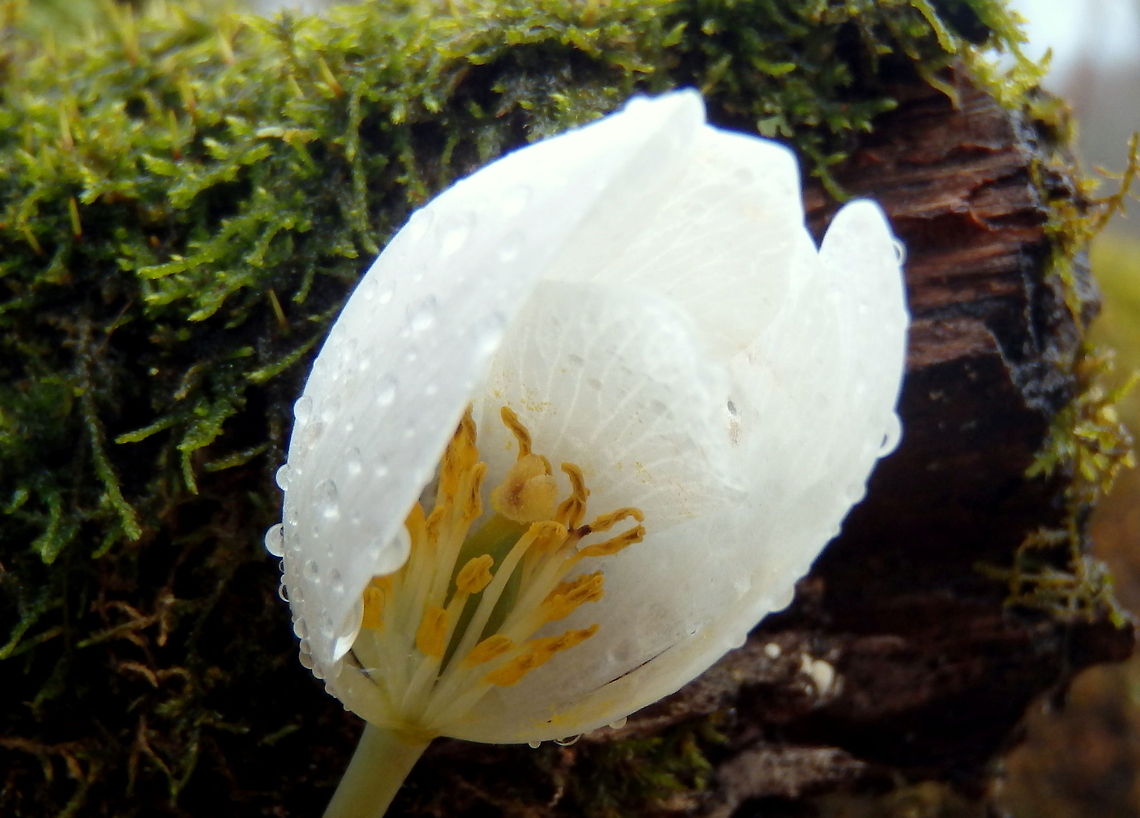 Rue Anemone The flower of a rue anemone collects rain drops during a spring shower in central Wisconsin.  Geotagged,Thalictrum thalictroides,United States,Wildflowers,Wisconsin